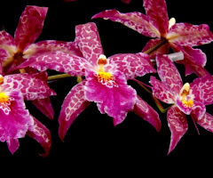 Orchids