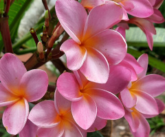 Jasmin 