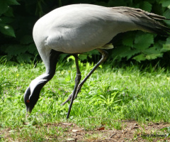 Crane in the Karlsruhe Zoo / Germany