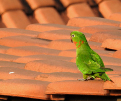 In the roof