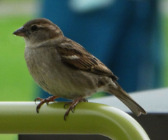 sparrow