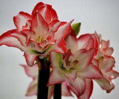 Amaryllis