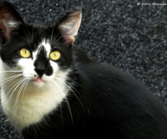 Neighbour's cat 