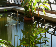 reflections