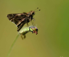 Macro
