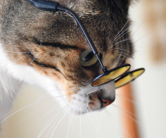 Cat with glasses