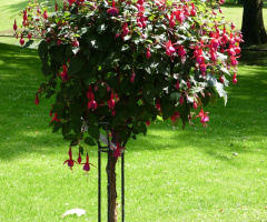 fuchsia