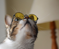 Cat with glasses II