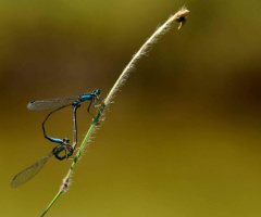 Mini Dragonfly 