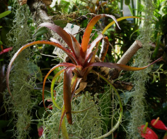 Botanical Garden, Karlsruhe / Germany