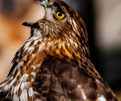 Cooper's Hawk