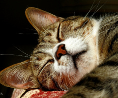 Boa Noite!