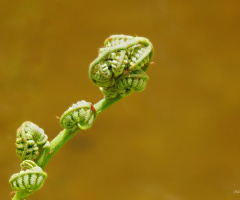The beginning of the fern