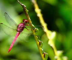 Red Dragonfly