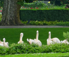 Zoological city garden in Karlsruhe / Germany