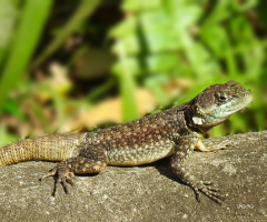 Lagartixa