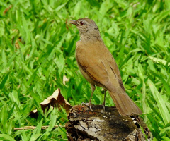 Pale-breasted Thrush