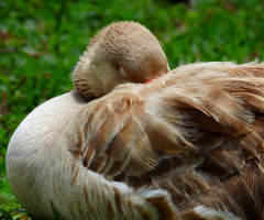 Sleeping Goose