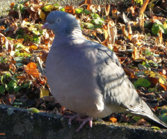 pigeon