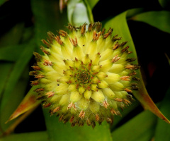 Bromélia