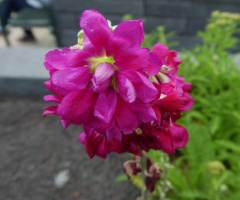 blossoms