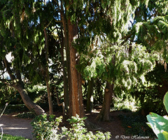 Botanical Garden, Karlsruhe / Germany