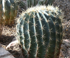 Cacti 