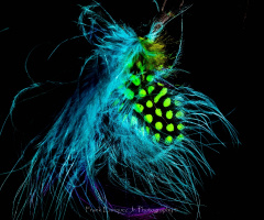 Feathers