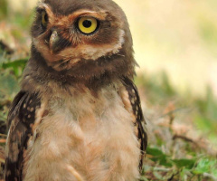 Baby Owl