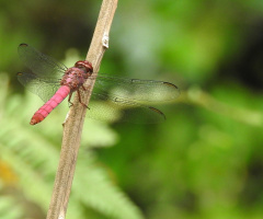 Red Dragonfly