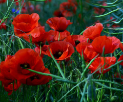 BLÜTEN