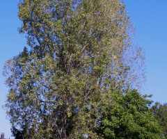tree
