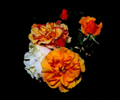 BLÜTEN