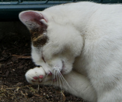 Neighbour's cat 