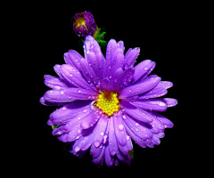 BLÜTE
