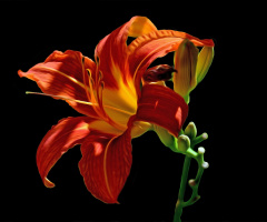 BLÜTE