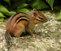 Tamias striatus