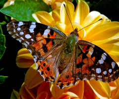 SCHMETTERLING