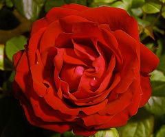 BLÜTE