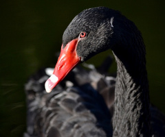 Cisne