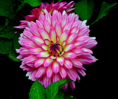 BLÜTE