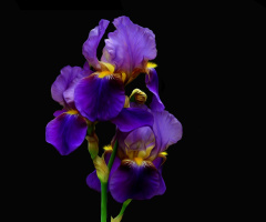 BLÜTEN