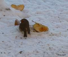 Robin