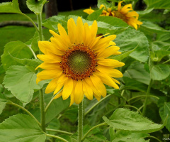 Girassol - Sunflower