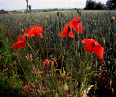 BLÜTEN