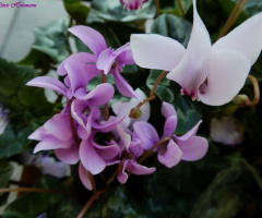 blossoms