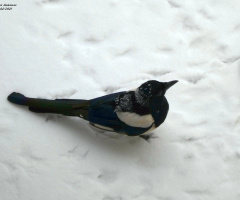 magpie