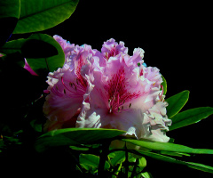 BLÜTEN