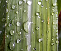 After the rain