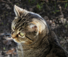 Neighbour's cat 